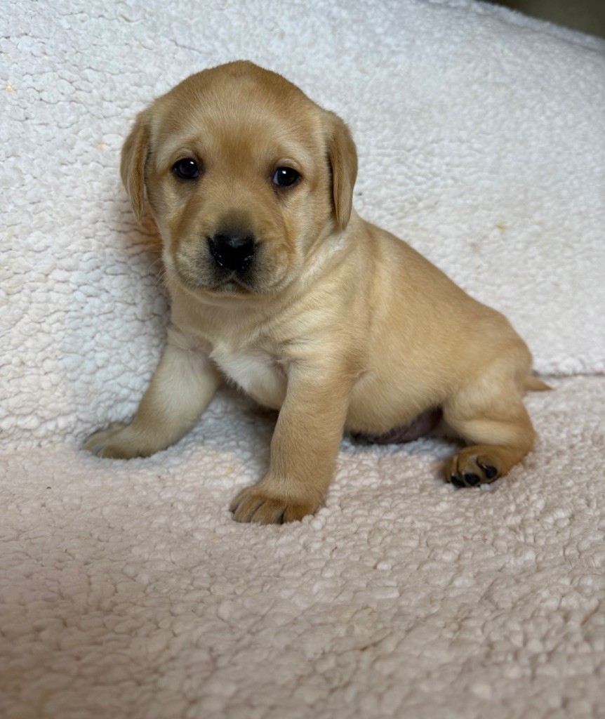 du moulin de madjurie - Chiot disponible  - Labrador Retriever