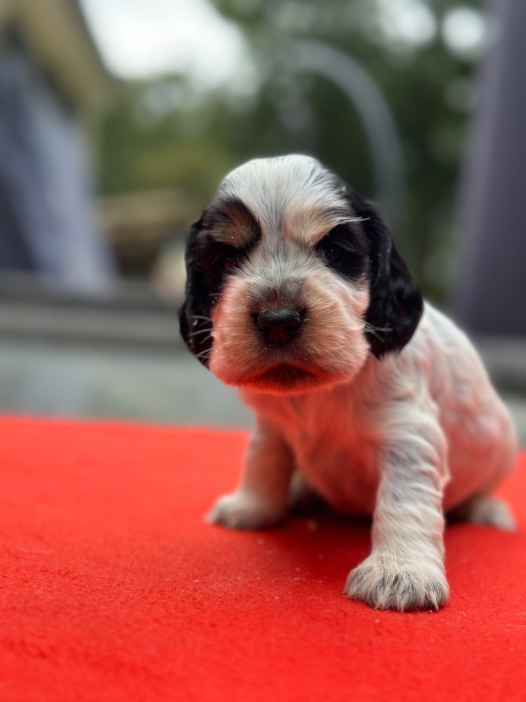 du moulin de madjurie - Chiot disponible  - Cocker Spaniel Anglais