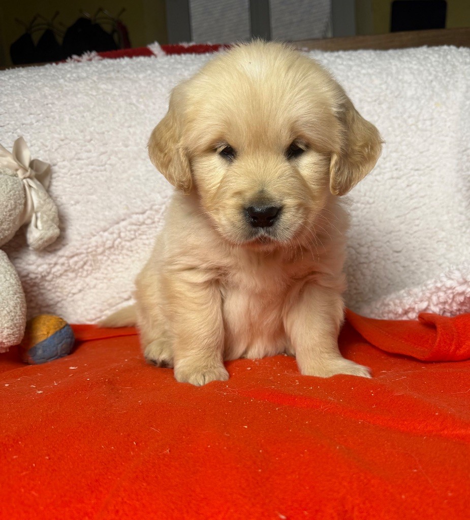 du moulin de madjurie - Chiot disponible  - Golden Retriever