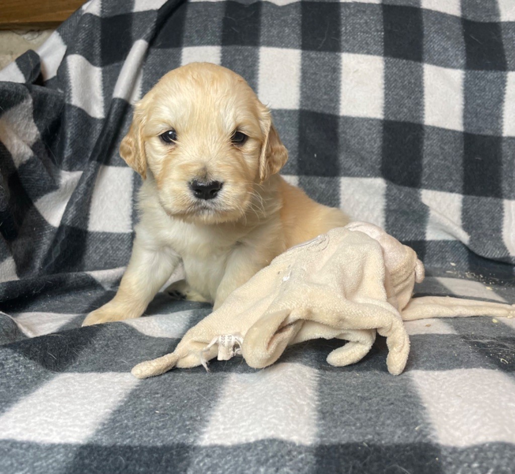 du moulin de madjurie - Chiot disponible  - Golden Retriever