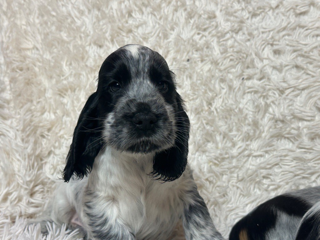 du moulin de madjurie - Chiot disponible  - Cocker Spaniel Anglais