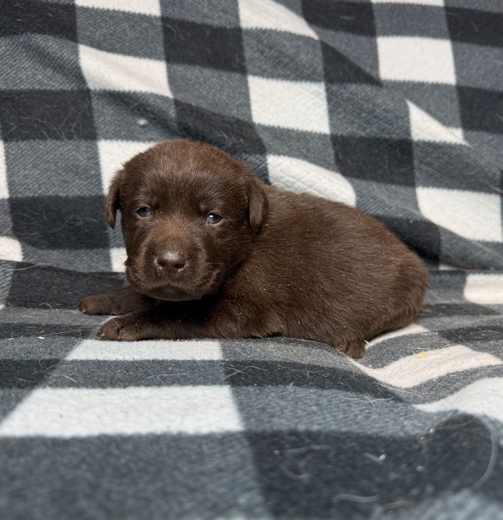 du moulin de madjurie - Chiot disponible  - Labrador Retriever