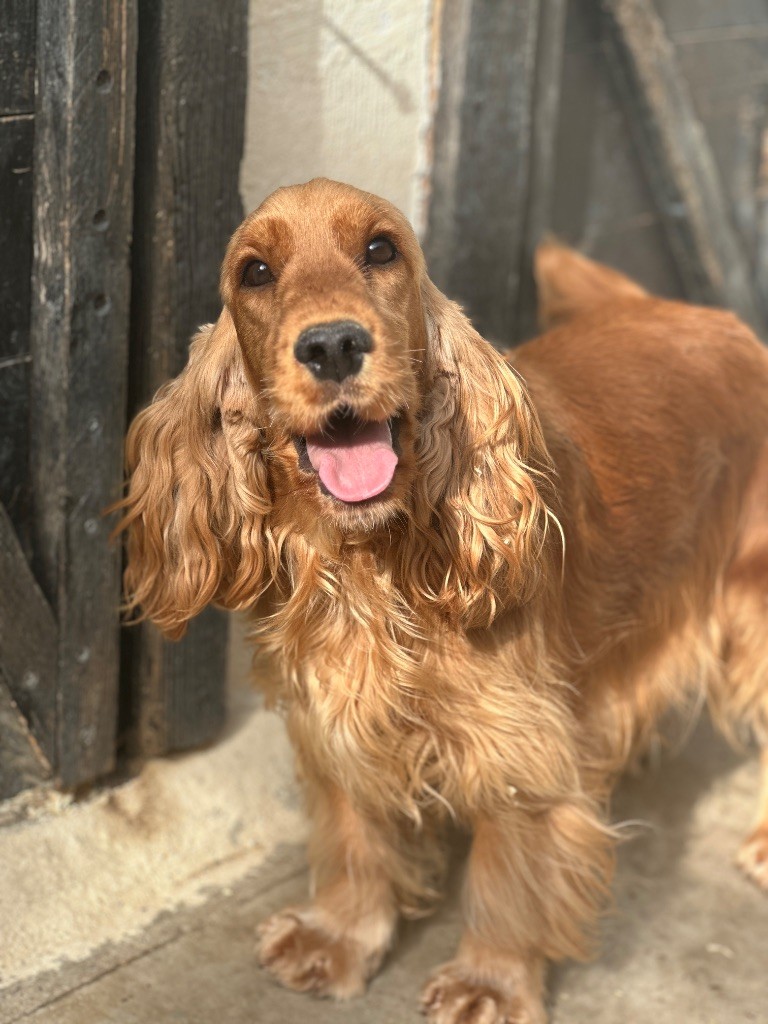 Vitara Des Moulins Etoilés