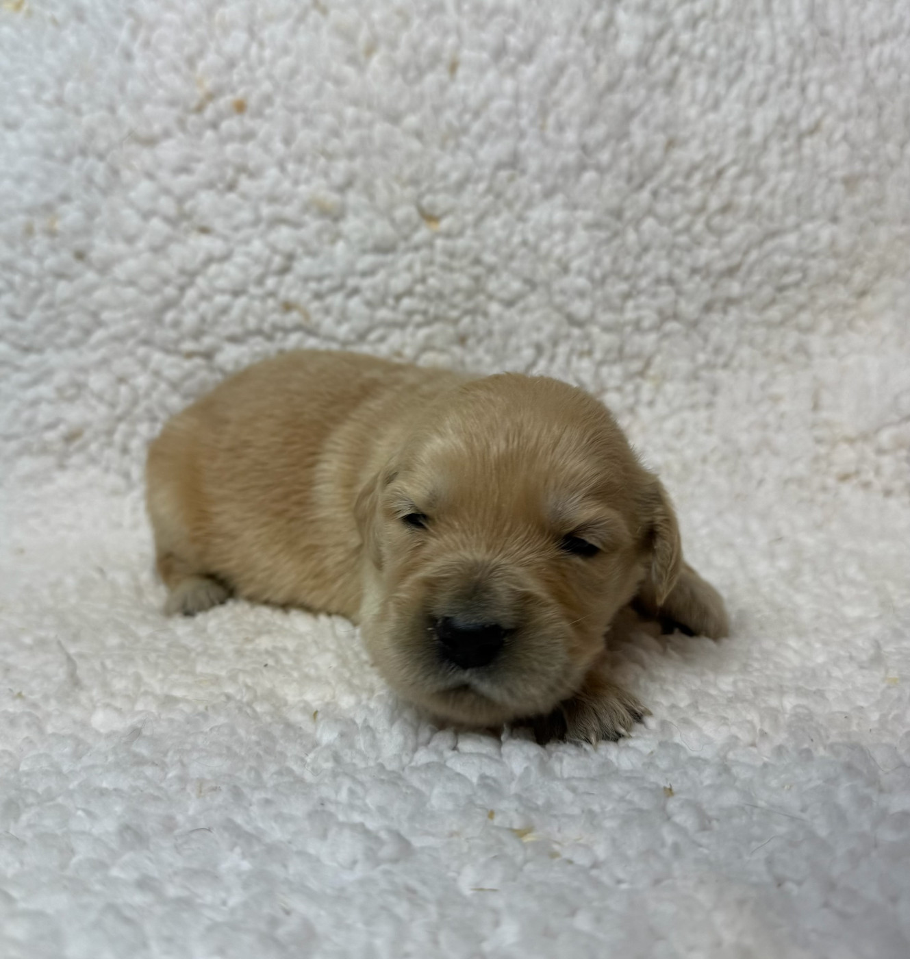 Chiots Golden Retriever