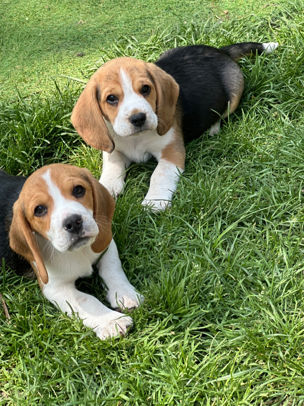 Chiots beagle