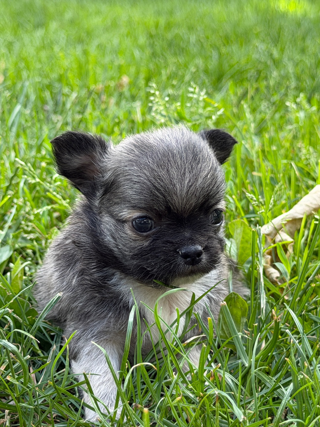 Petit mâle chihuahua