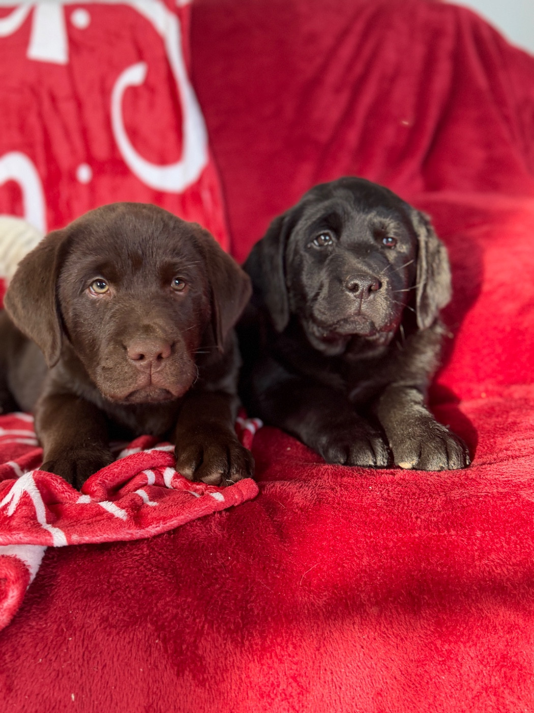 Chiots labrador