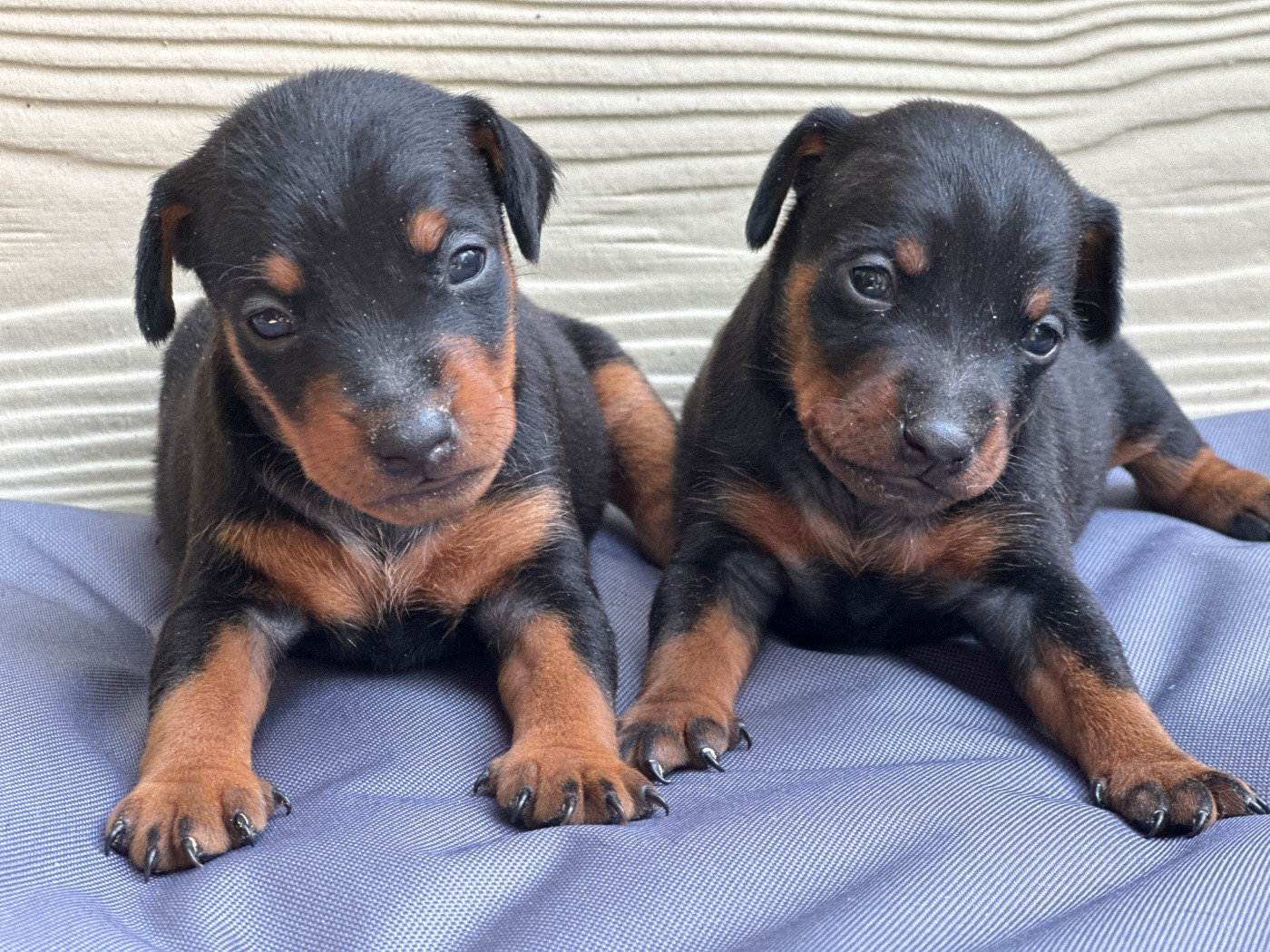 Chiots pinscher nain