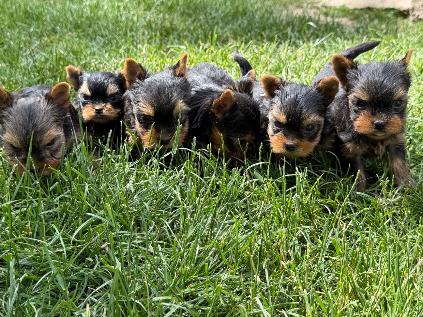 Chiots Yorkshire