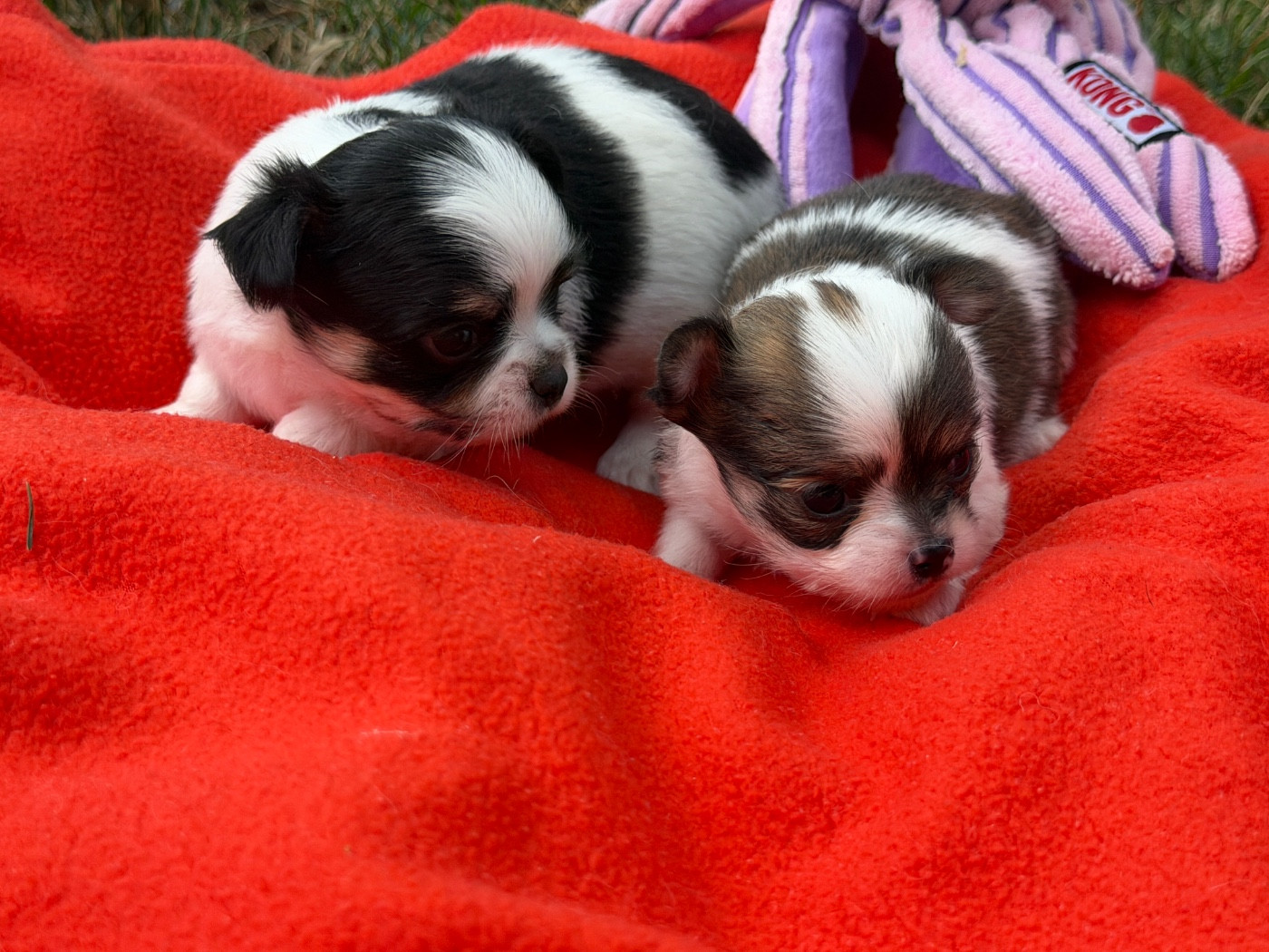 Chiots chihuahua