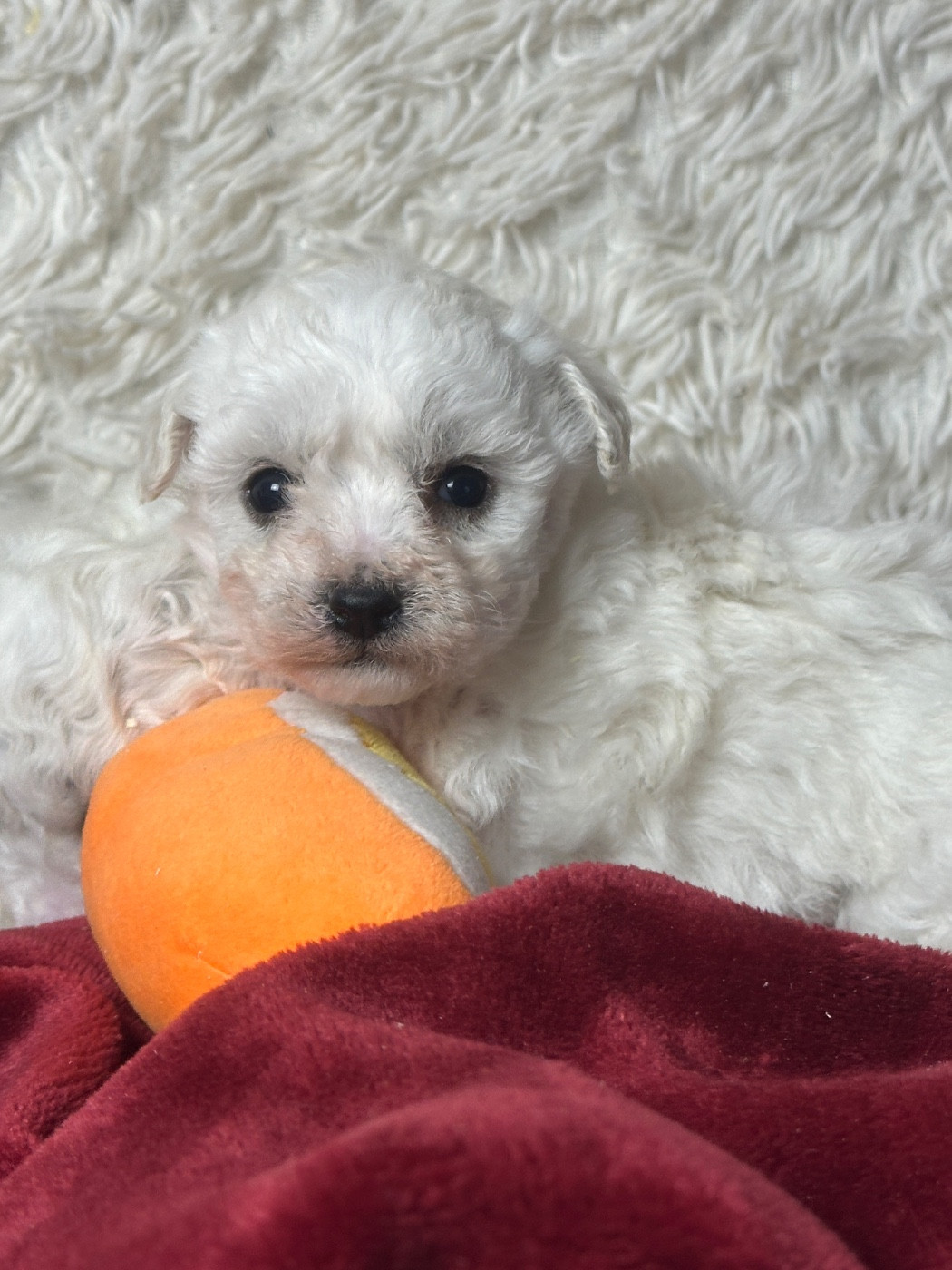 Chiots Bichon frisé