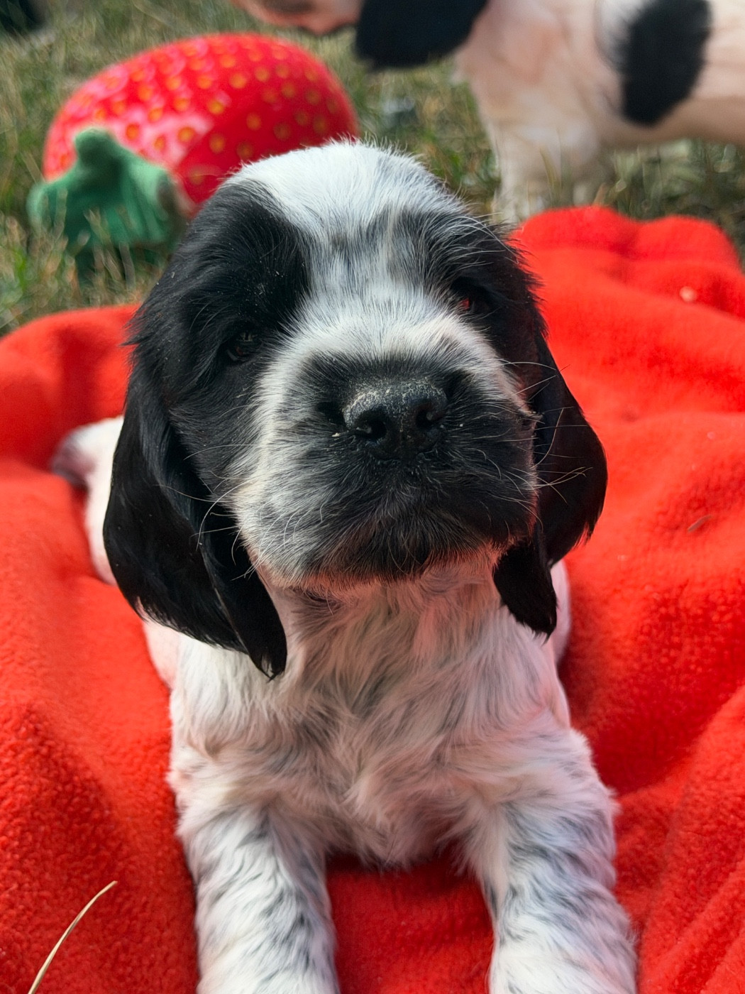 Chiots cocker
