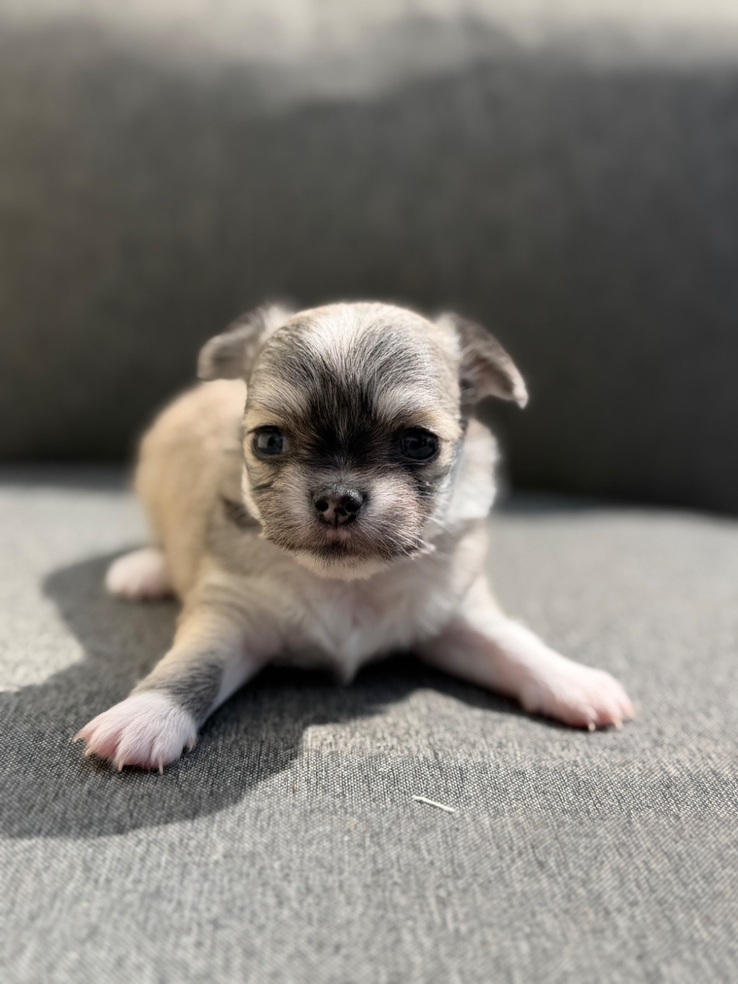Chiot chihuahua