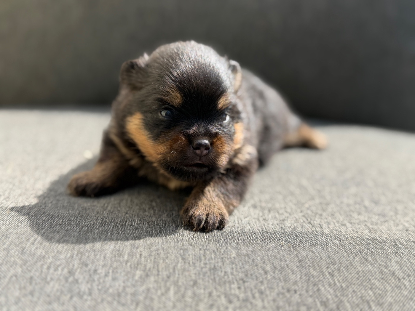 Chiots spitz