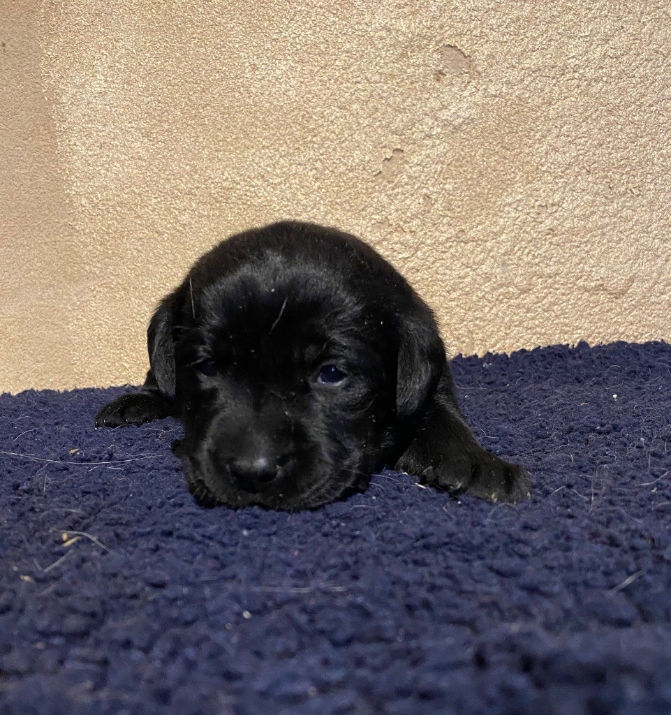 du moulin de madjurie - Chiots disponibles - Labrador Retriever
