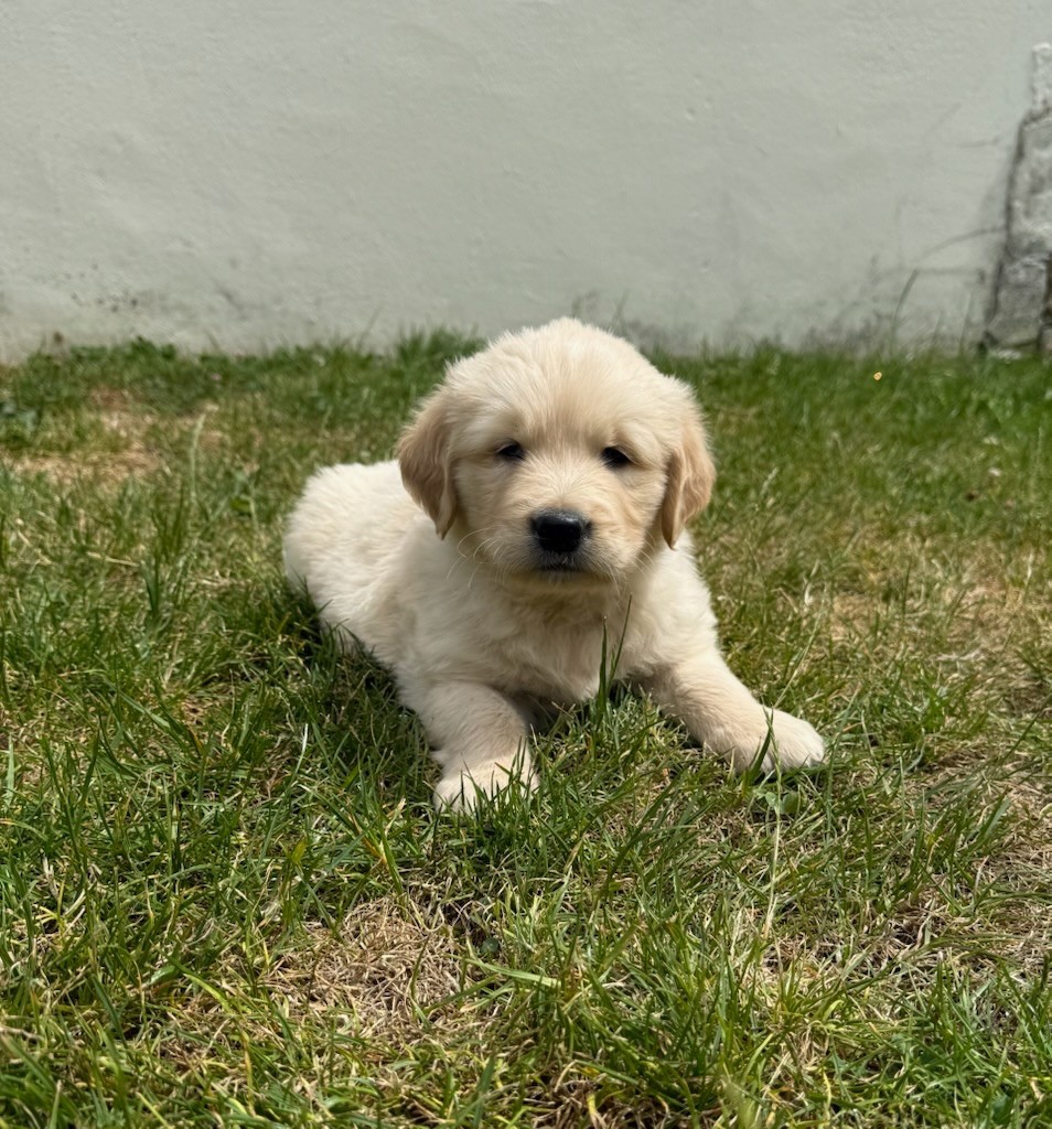 du moulin de madjurie - Chiots disponibles - Golden Retriever