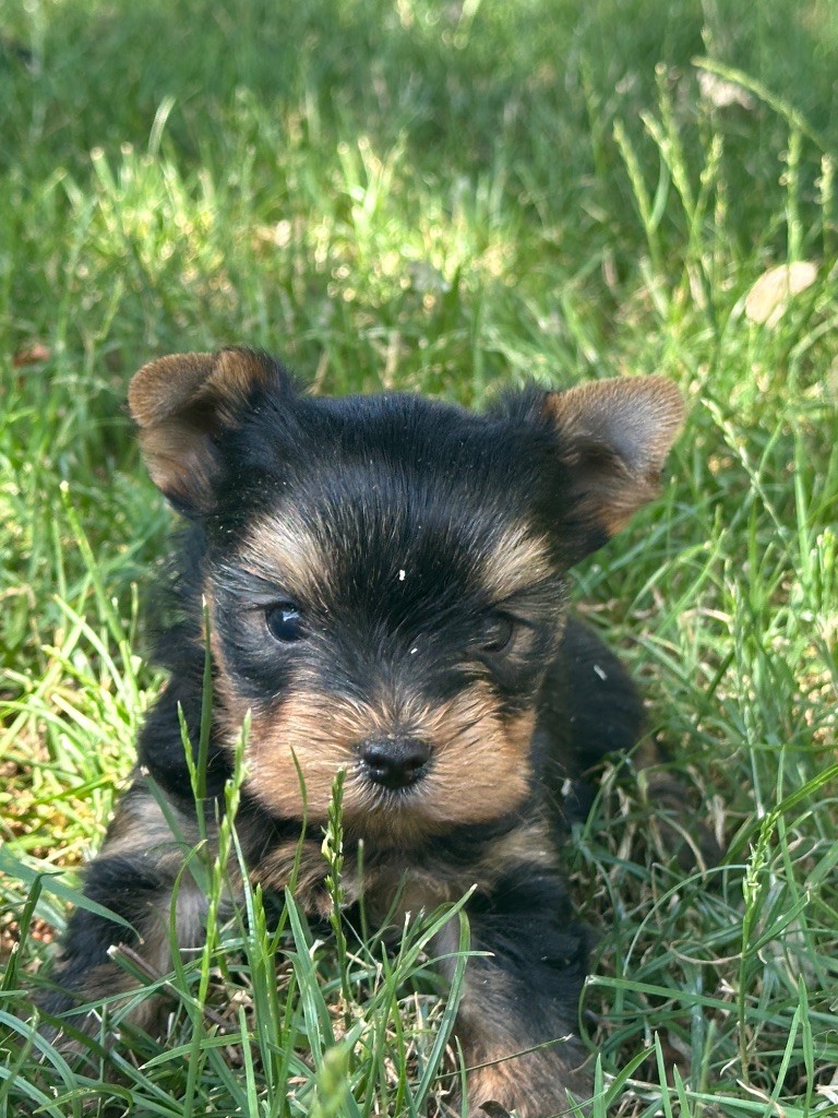 du moulin de madjurie - Chiots disponibles - Yorkshire Terrier