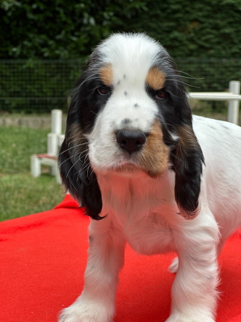 du moulin de madjurie - Chiots disponibles - Cocker Spaniel Anglais