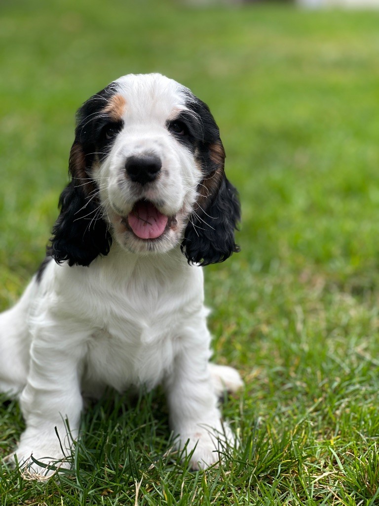 du moulin de madjurie - Chiots disponibles - Cocker Spaniel Anglais