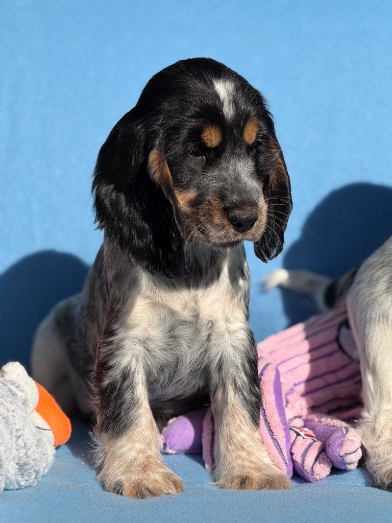 du moulin de madjurie - Chiots disponibles - Cocker Spaniel Anglais
