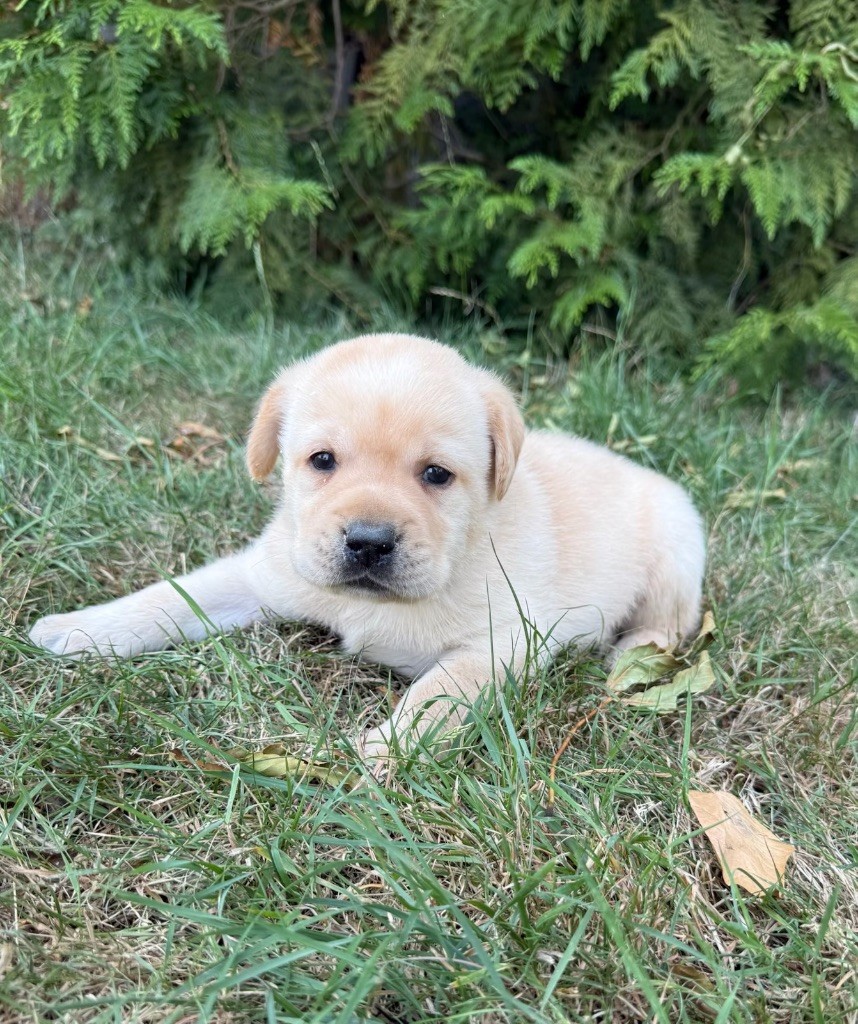 du moulin de madjurie - Chiots disponibles - Labrador Retriever