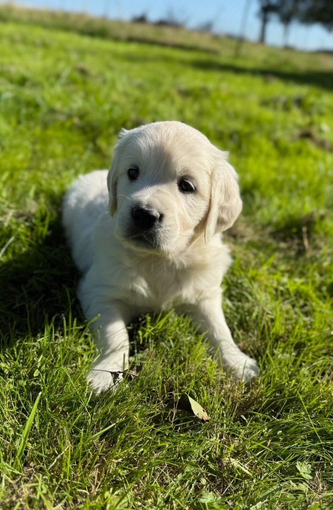 du moulin de madjurie - Chiots disponibles - Golden Retriever