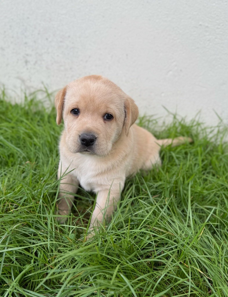 du moulin de madjurie - Chiots disponibles - Labrador Retriever