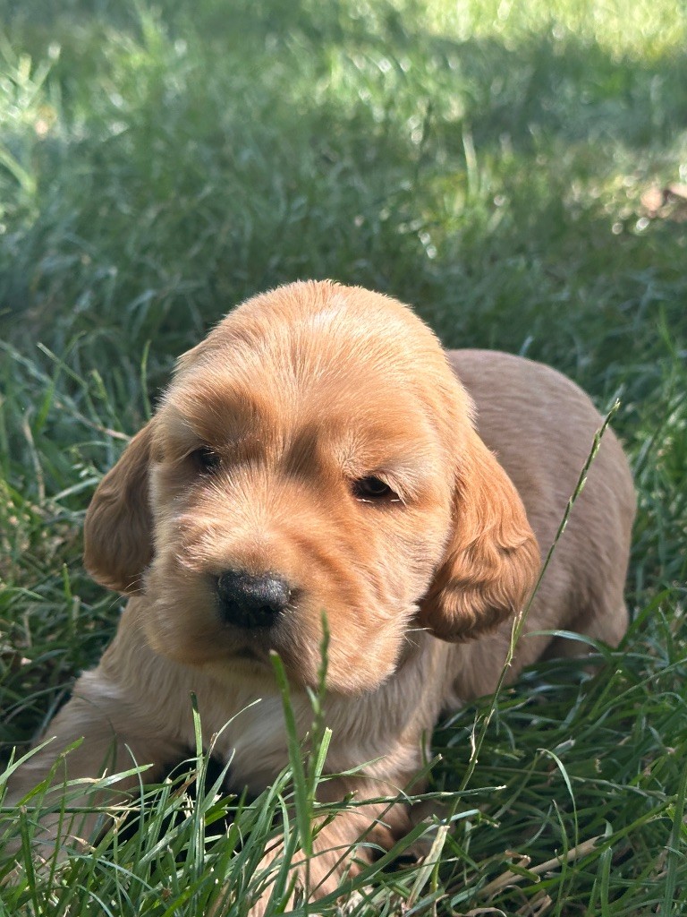 du moulin de madjurie - Chiots disponibles - Cocker Spaniel Anglais