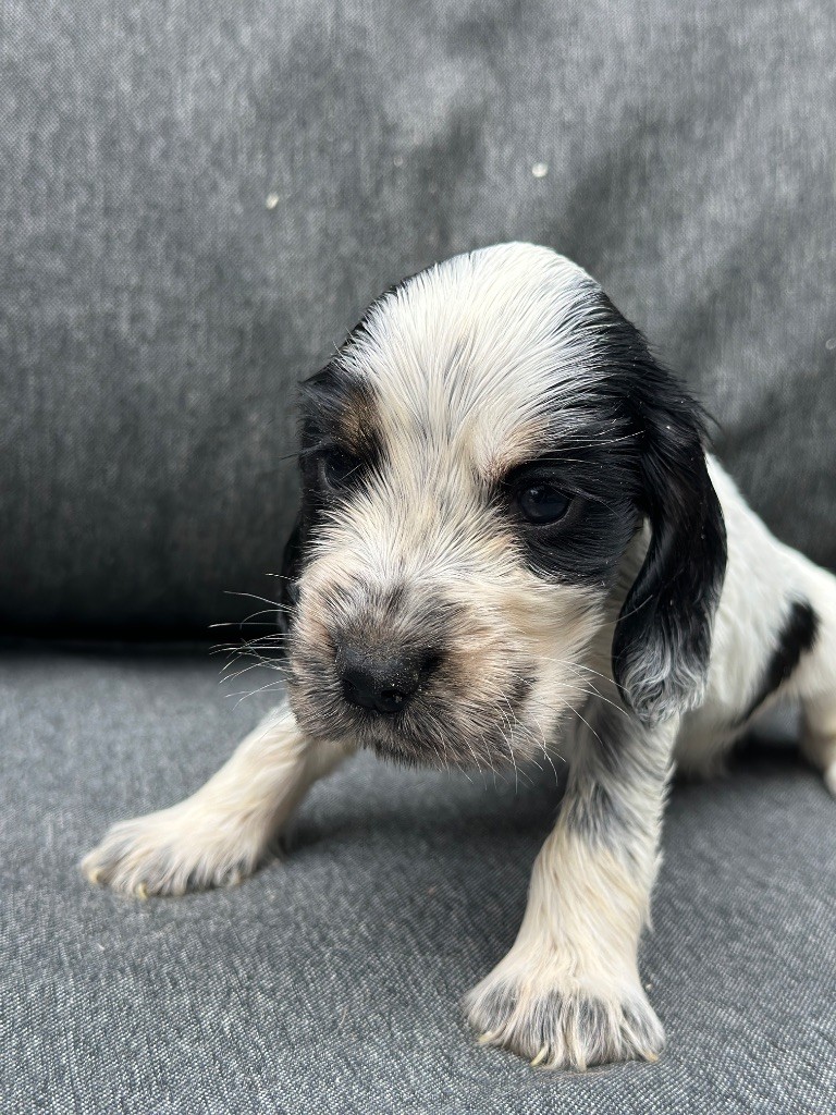 du moulin de madjurie - Chiots disponibles - Cocker Spaniel Anglais