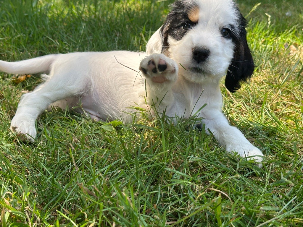 du moulin de madjurie - Chiots disponibles - Cocker Spaniel Anglais