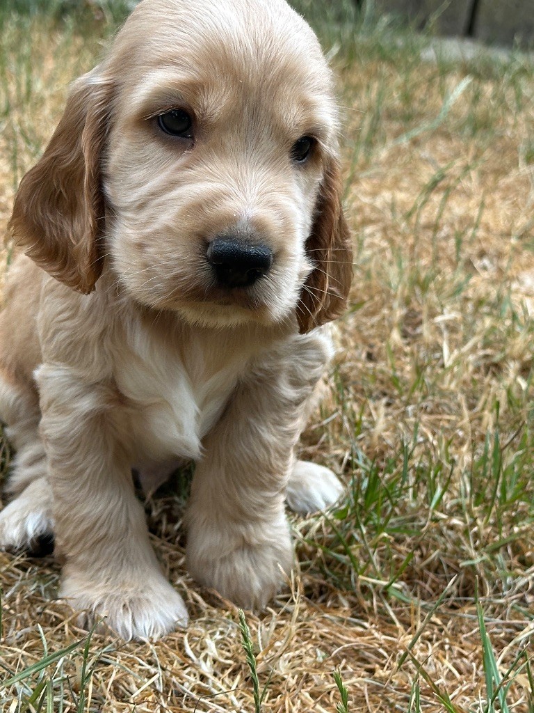 du moulin de madjurie - Chiots disponibles - Cocker Spaniel Anglais