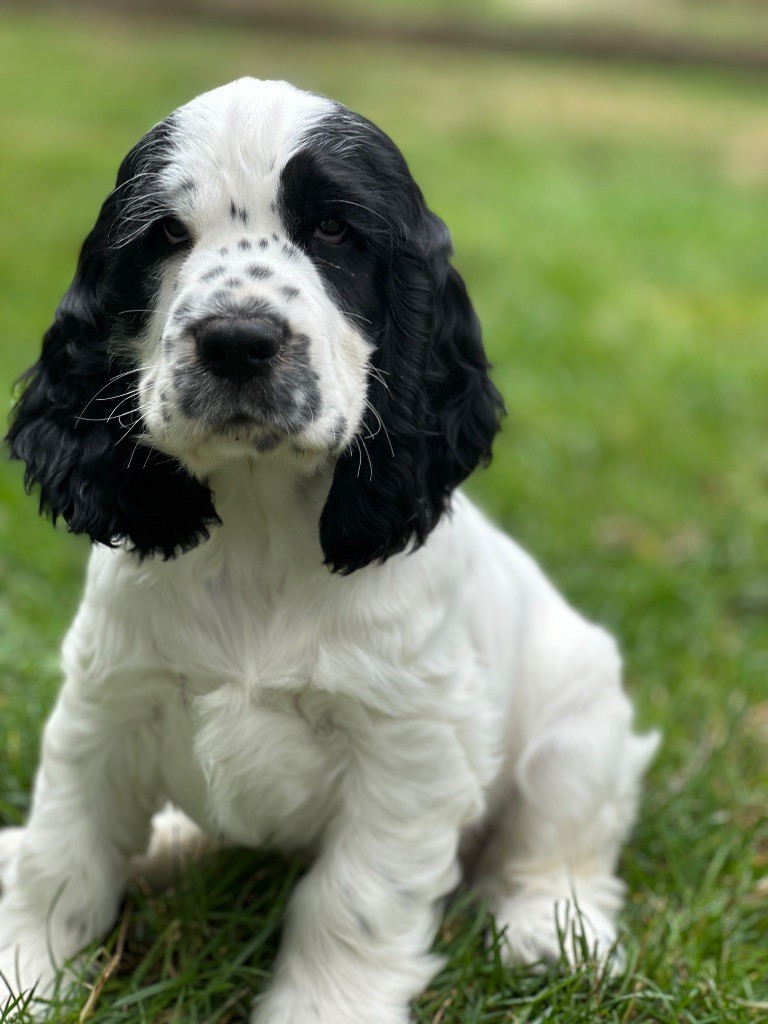 du moulin de madjurie - Chiots disponibles - Cocker Spaniel Anglais