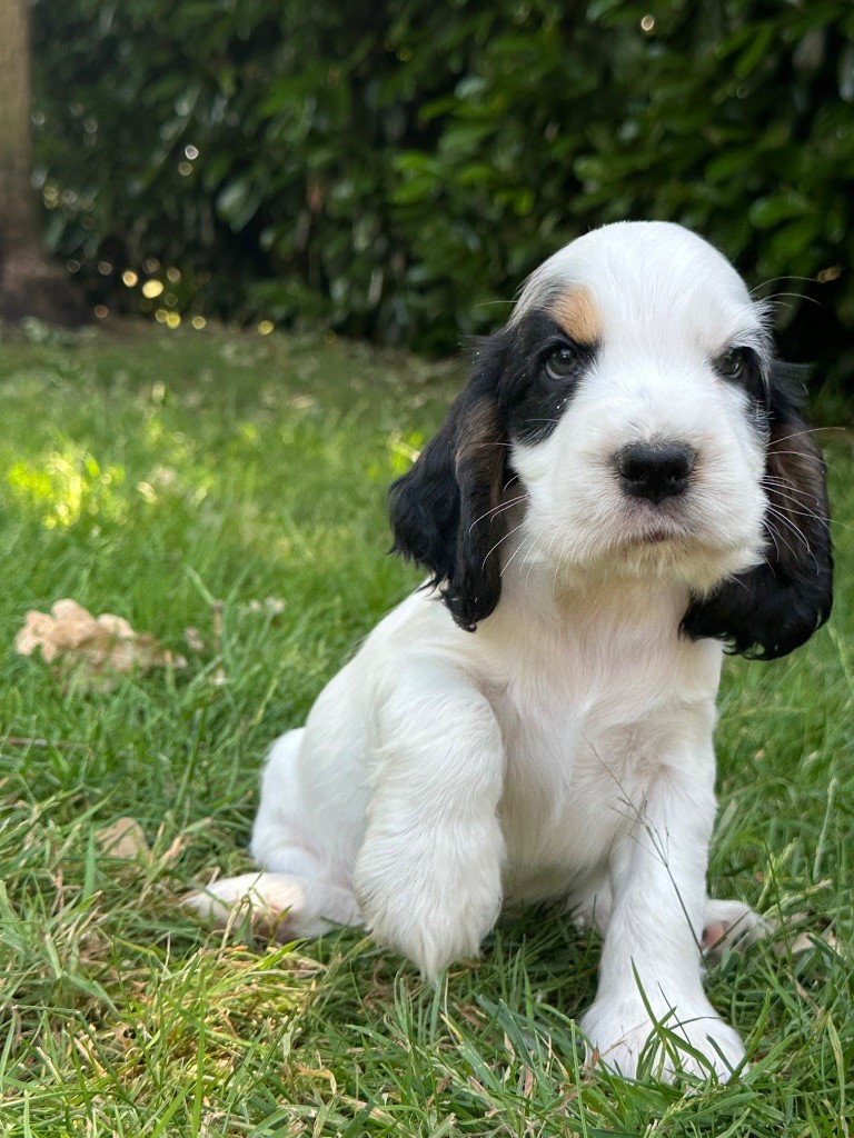 du moulin de madjurie - Chiots disponibles - Cocker Spaniel Anglais