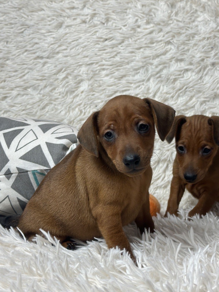 du moulin de madjurie - Chiots disponibles - Pinscher nain