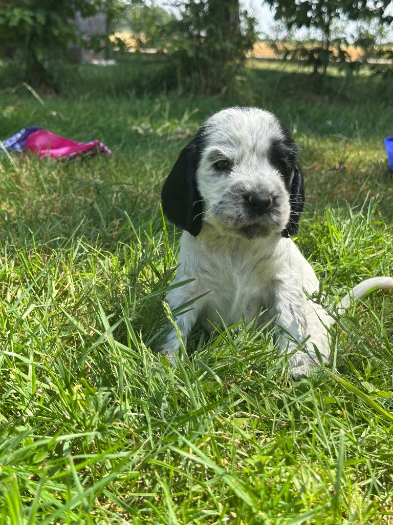 du moulin de madjurie - Chiots disponibles - Cocker Spaniel Anglais