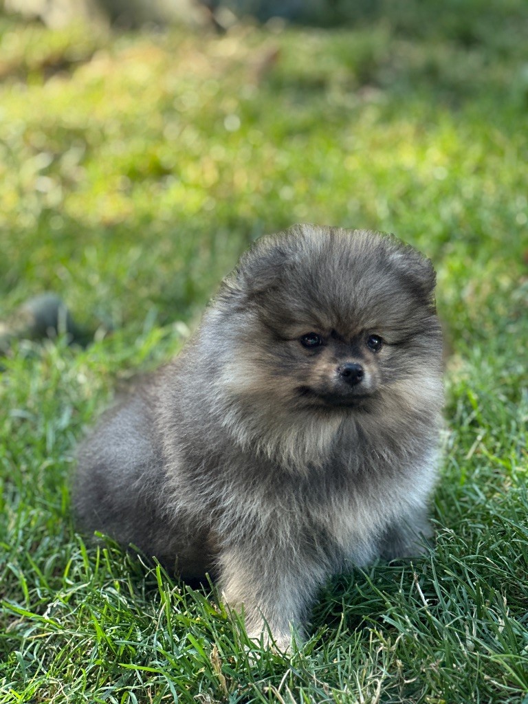 du moulin de madjurie - Chiots disponibles - Spitz allemand