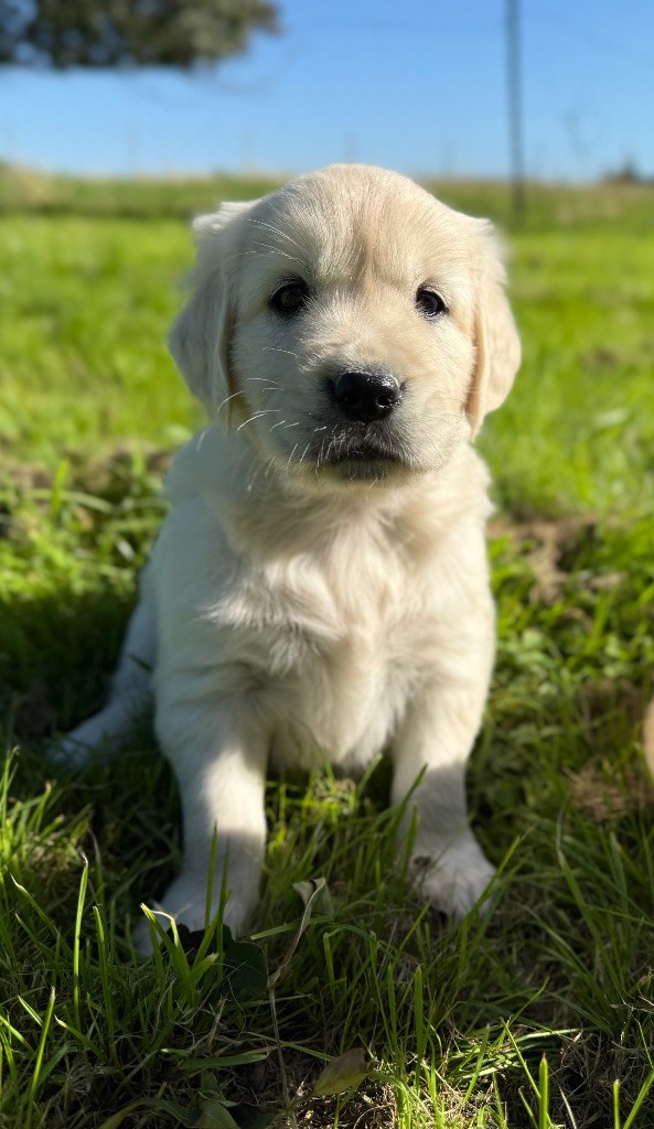 du moulin de madjurie - Chiots disponibles - Golden Retriever