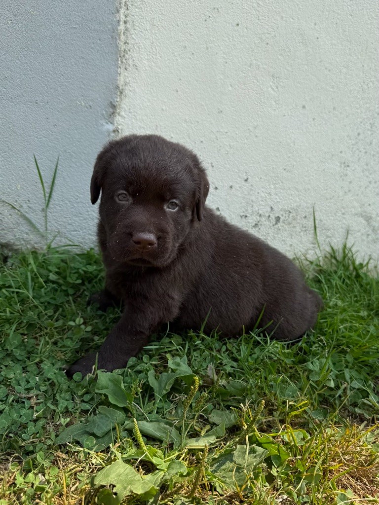 du moulin de madjurie - Chiots disponibles - Labrador Retriever