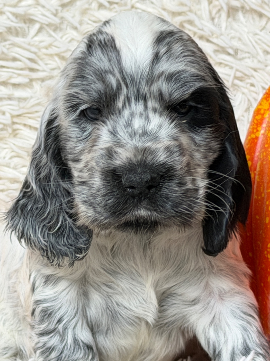 du moulin de madjurie - Chiots disponibles - Cocker Spaniel Anglais