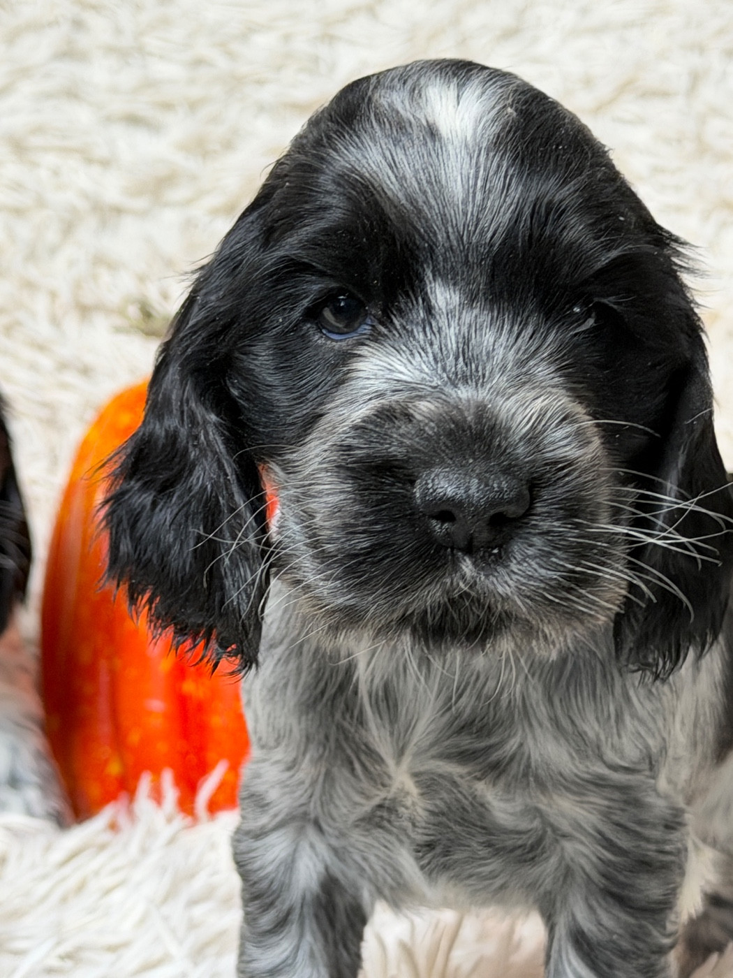 du moulin de madjurie - Chiots disponibles - Cocker Spaniel Anglais