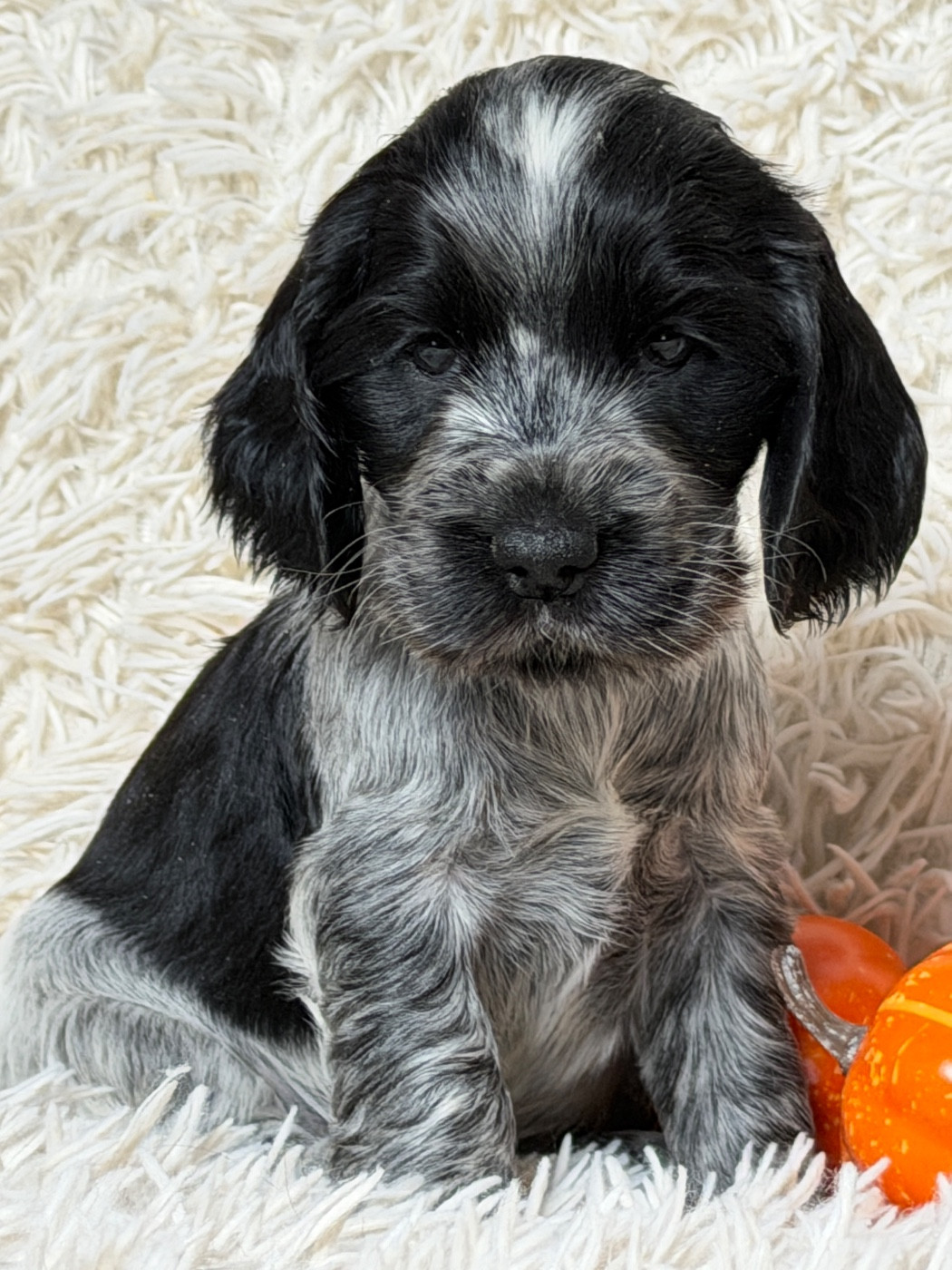 du moulin de madjurie - Chiots disponibles - Cocker Spaniel Anglais
