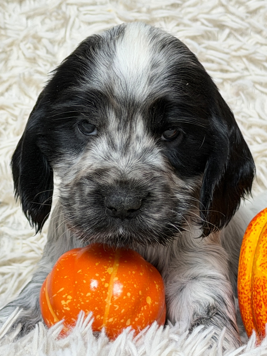 du moulin de madjurie - Chiots disponibles - Cocker Spaniel Anglais