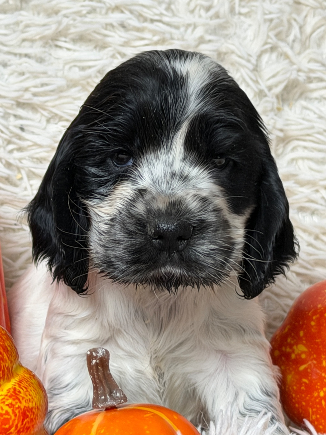du moulin de madjurie - Chiots disponibles - Cocker Spaniel Anglais