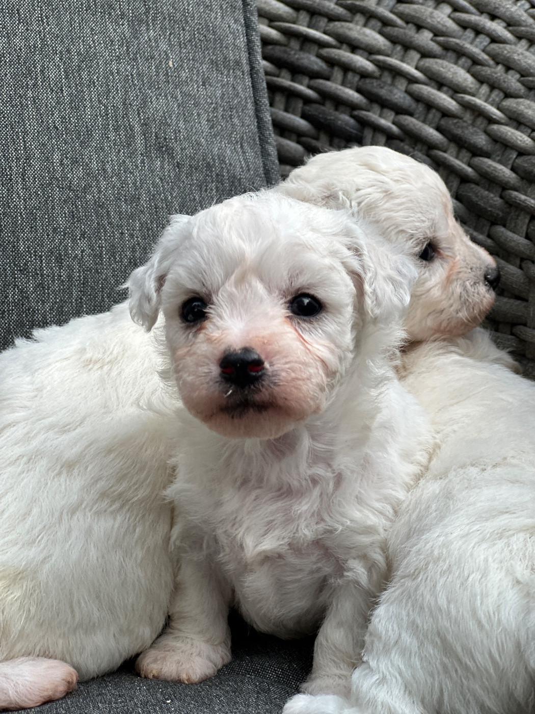 du moulin de madjurie - Chiots disponibles - Bichon Frise