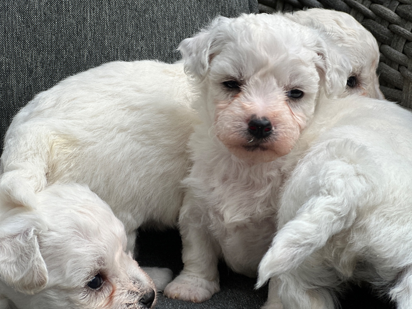 du moulin de madjurie - Chiots disponibles - Bichon Frise