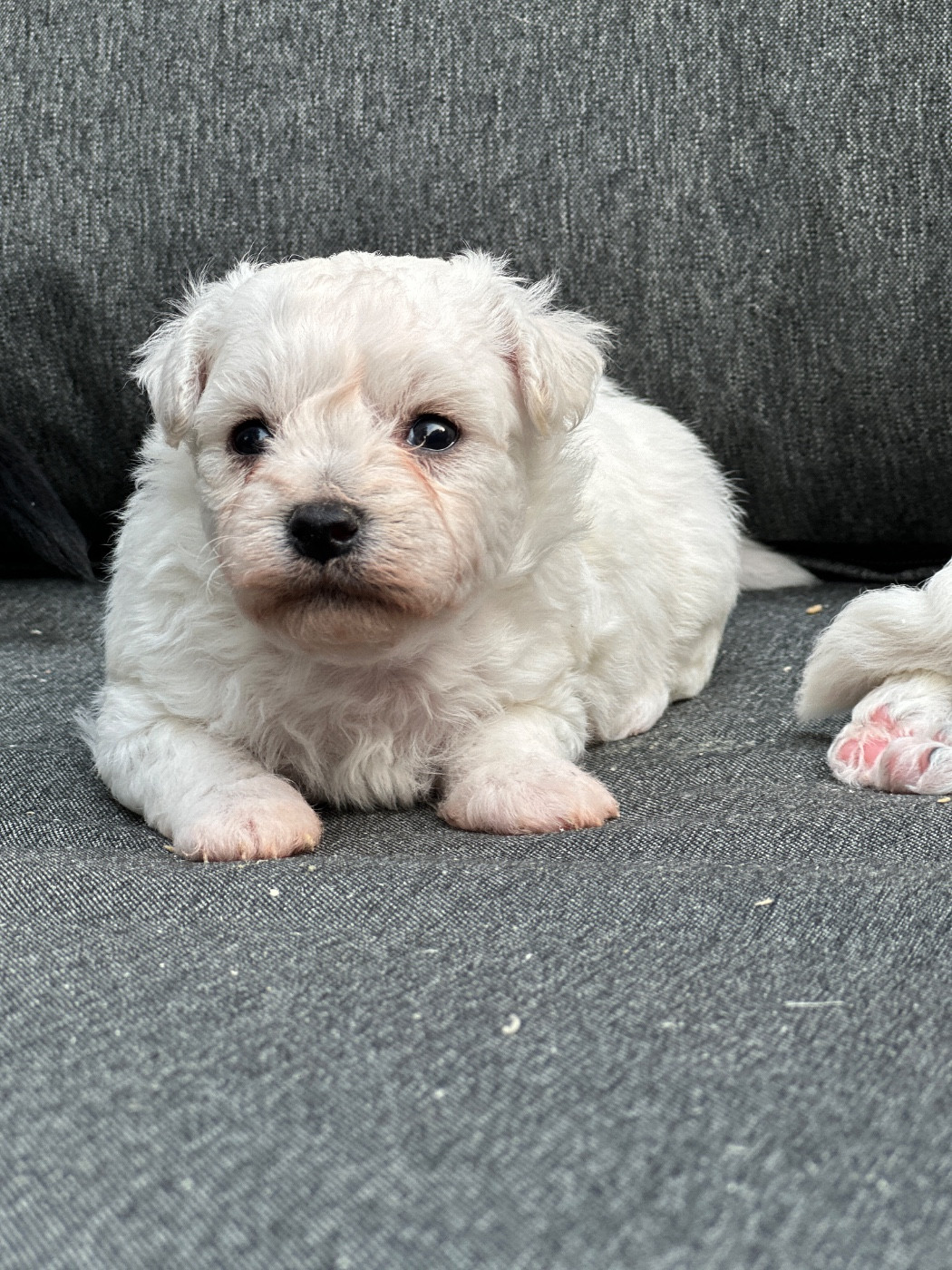 du moulin de madjurie - Chiots disponibles - Bichon Frise