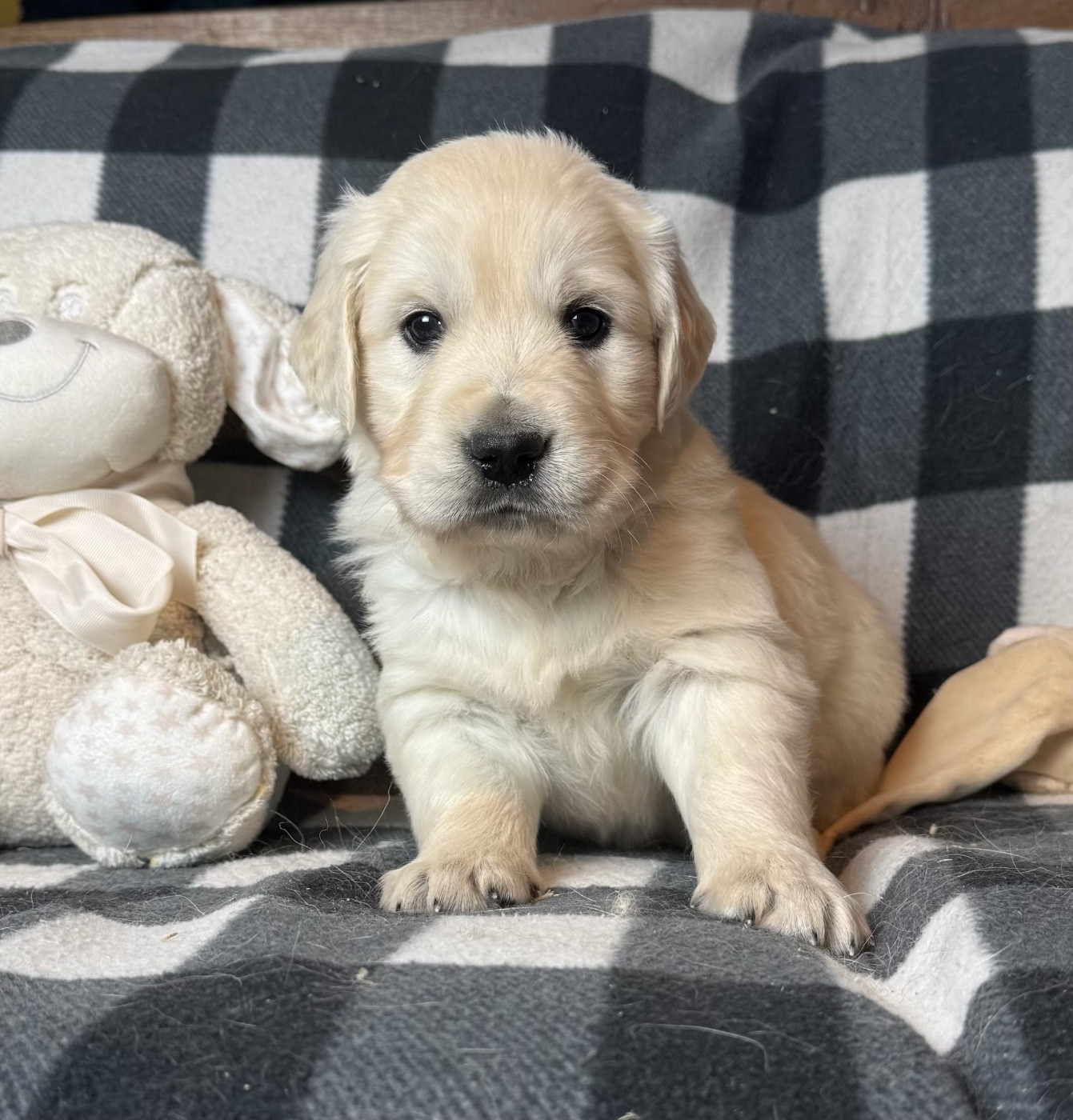 du moulin de madjurie - Chiots disponibles - Golden Retriever