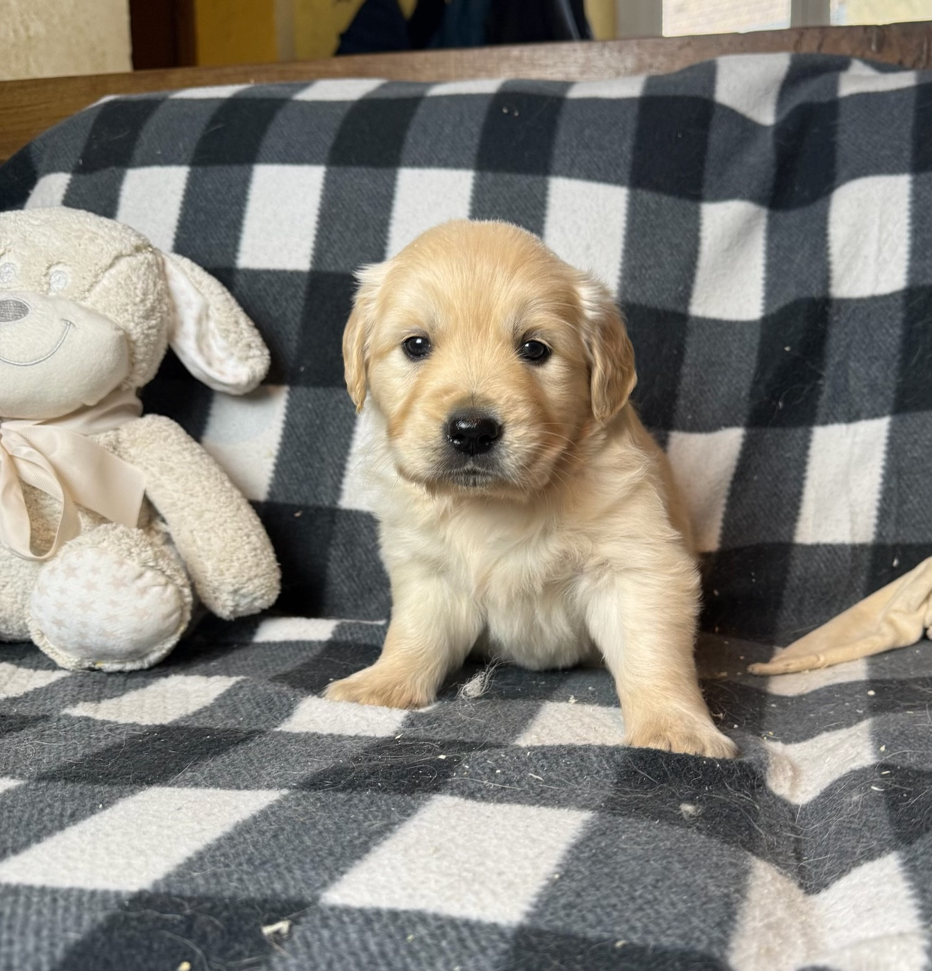 du moulin de madjurie - Chiots disponibles - Golden Retriever