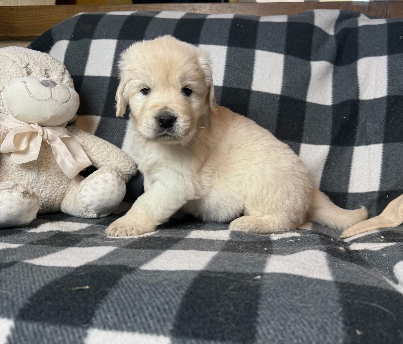 du moulin de madjurie - Chiots disponibles - Golden Retriever