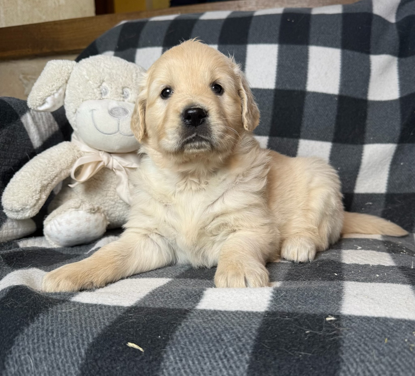 du moulin de madjurie - Chiots disponibles - Golden Retriever